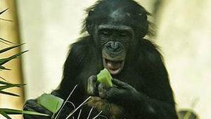 карликового шимпанзе