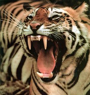 Австралийский тигр попадает в научную литературу