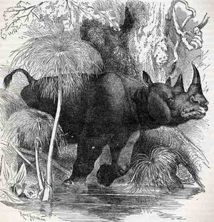 Бадак Тангилинг , таинственный носорог