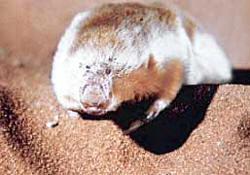 Notoryctes typhlops